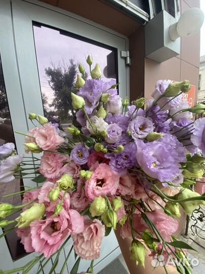 Шикарная эустоиа