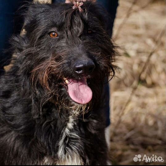 Золушка ищит дом