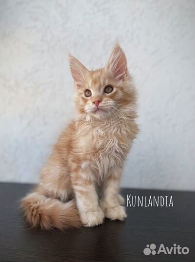 Котята мейн-кун