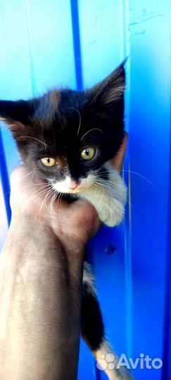 Отдам котят бесплатно