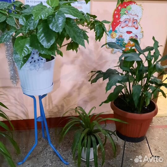 Продаются цветы