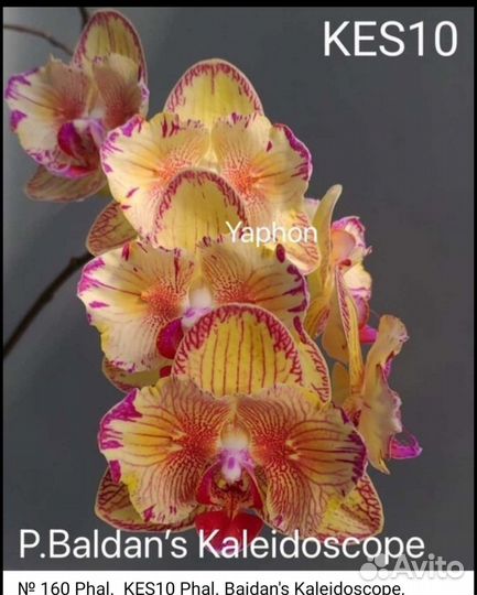 Орхидея фаленопсис Caleidoscop