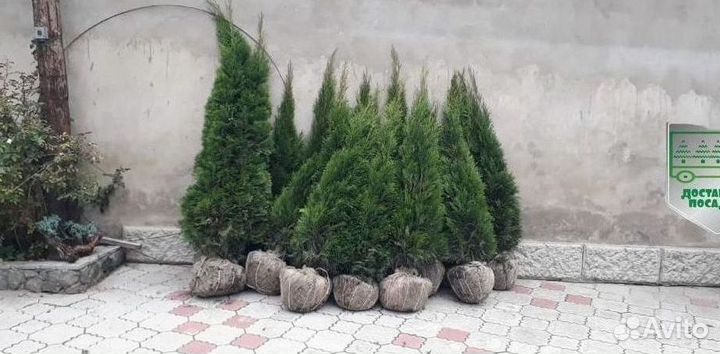 Туя Смарагд