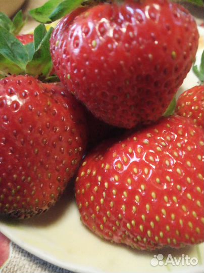 Рассада клубники Гигантелла