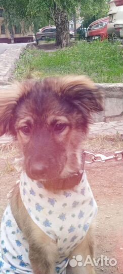 Щенок чебурашка Стерилизована так хочет в семью