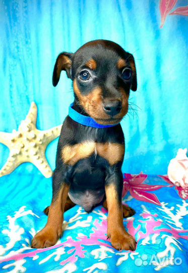 Щенки цвергпинчера