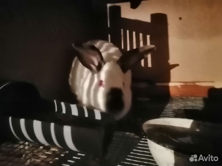 Продам кроликов, мясо кроликов