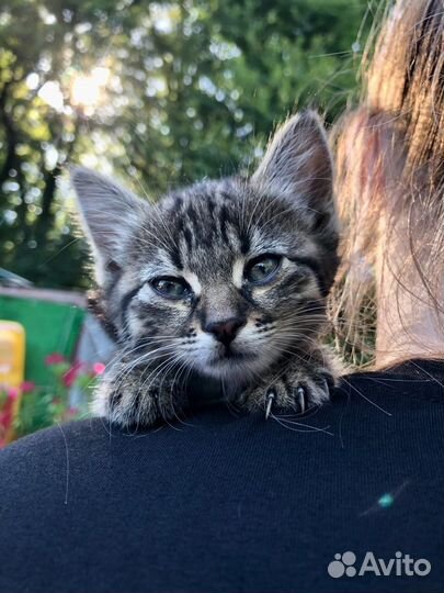 Кошка в дар