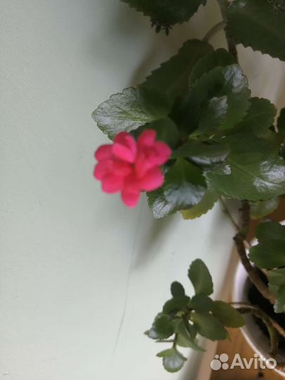 Каланхоэ декоративное