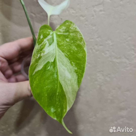 Монстера вариегатная альба