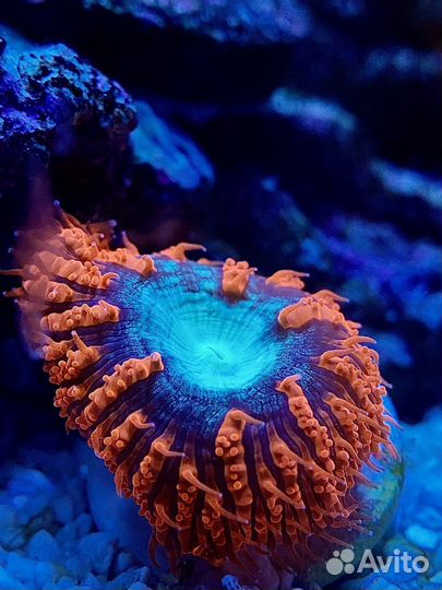 Обслуживание Морских и пресноводных аквариумов