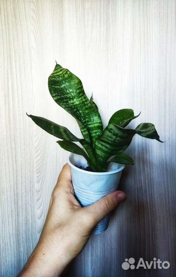 Комнатные растения