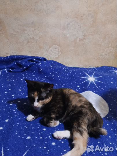 Котята в добрые руки бесплатно