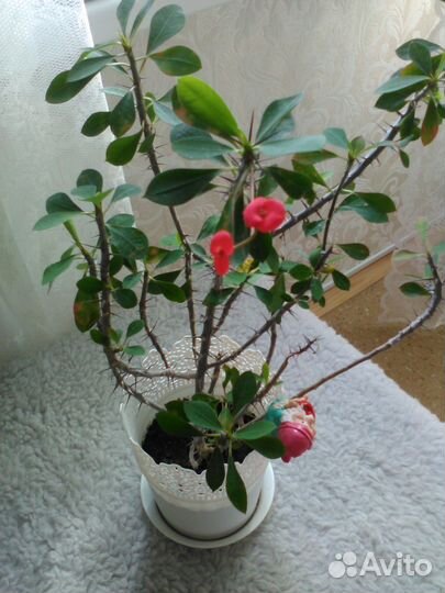 Отводки комнатных растений