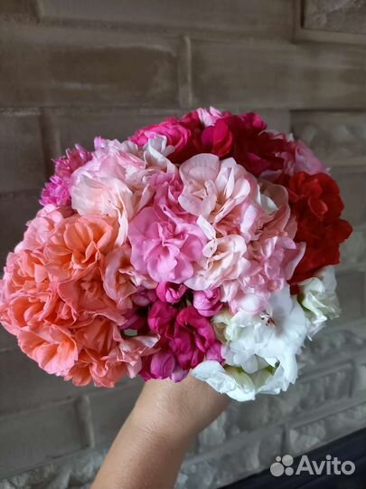 Пеларгонии