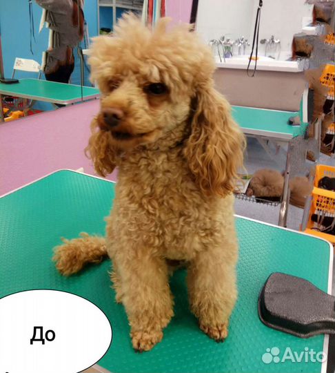 Уход за животными