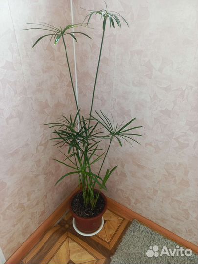 Необычный комнатный цветок