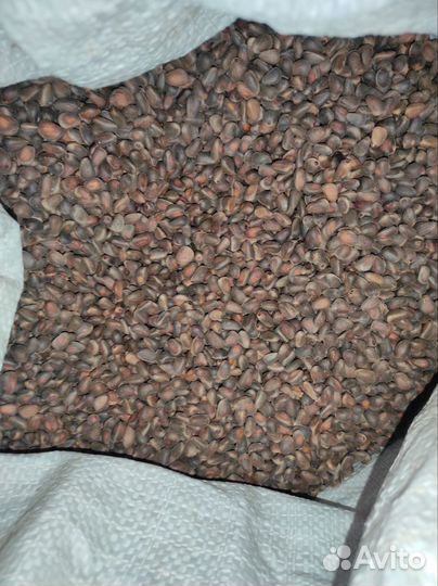 Кедровый орех