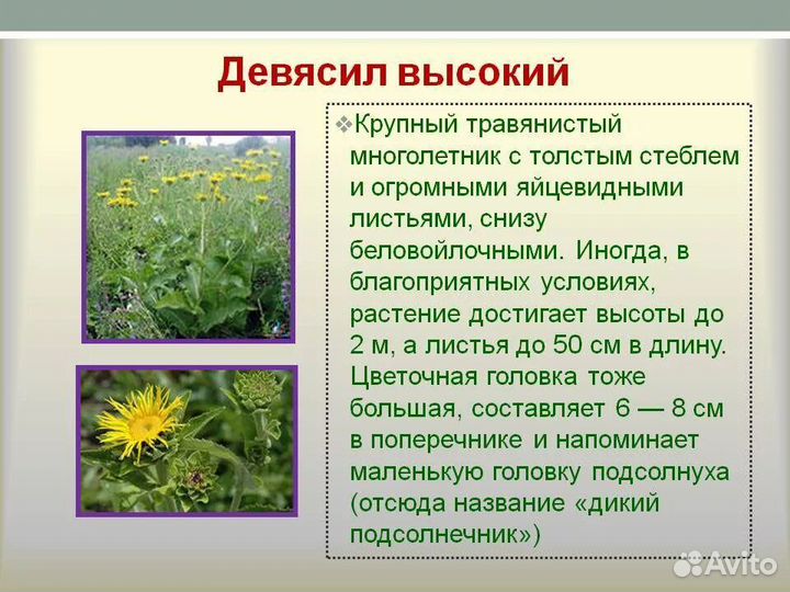 Девясил, свежий корень