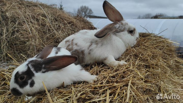 Кролики мясных пород