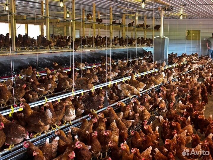 Куры несушки породы Леггорн