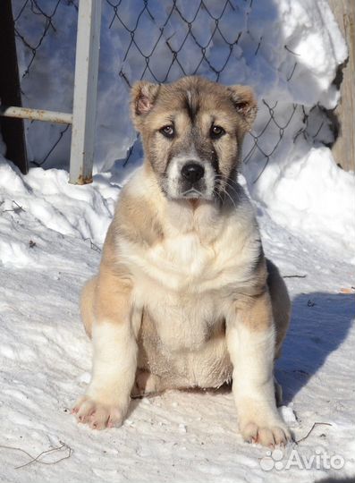 Девочки сао