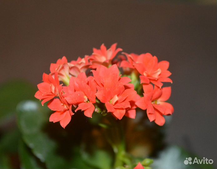 Цветущие каланхоэ