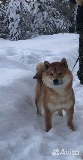 Вязка кобель Сиба Ину