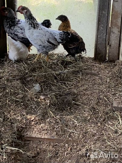 Цыплята китайский микс