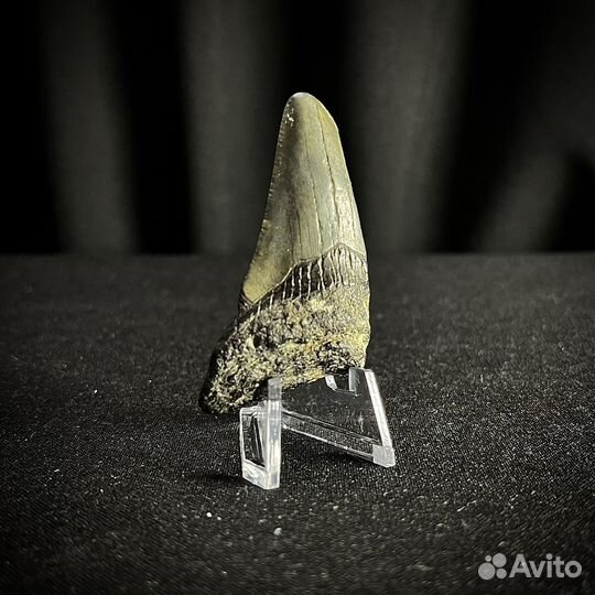 Зуб Мегалодон окаменелость ископаемый акула