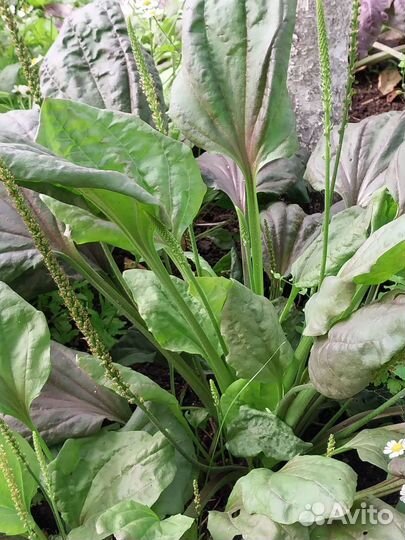 Подорожник красно-фиолетовый(пурпурный)