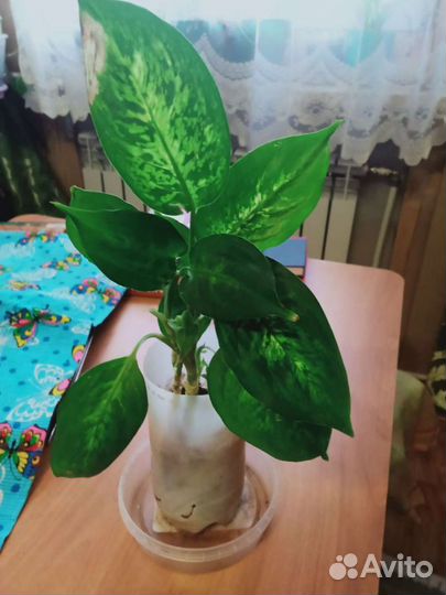 Диффенбахия