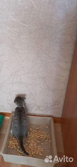 Котенок мальчик