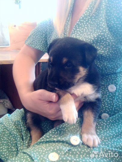 Щенок в добрые руки