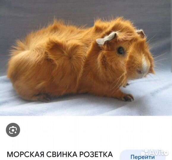 Морская свинка с клеткой бесплатно