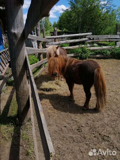 Шетлендские пони