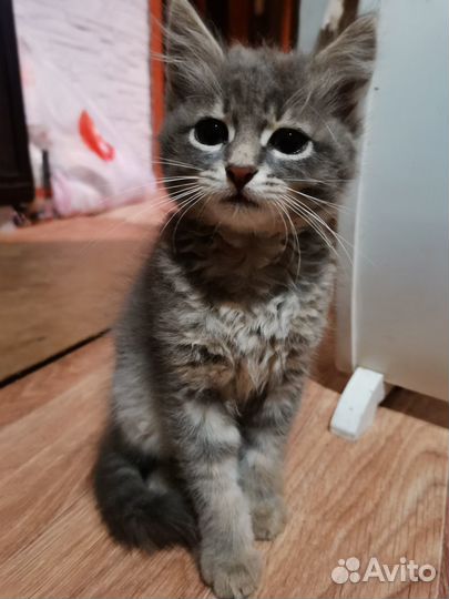 Котенок в дар бесплатно