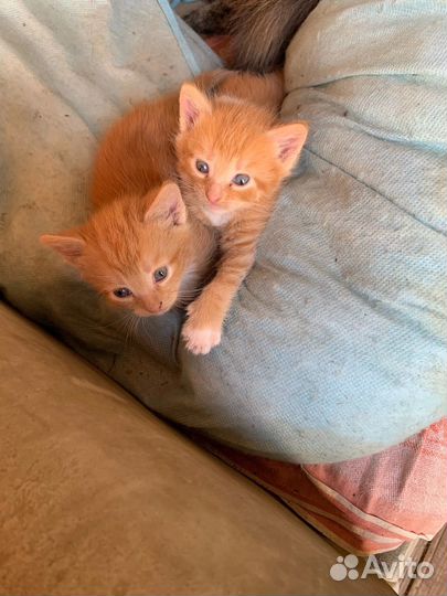 Кошка в дар