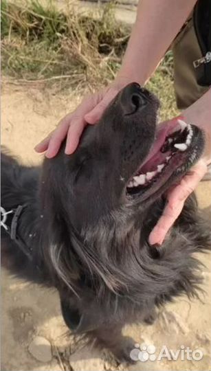 Ищем хозяина для Рика