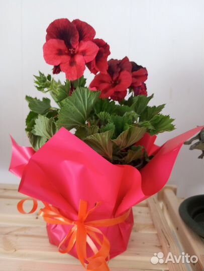 Комнатные цветы