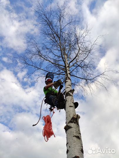 Спил удаление деревьев
