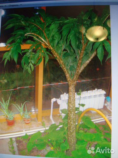 Аморфофаллус