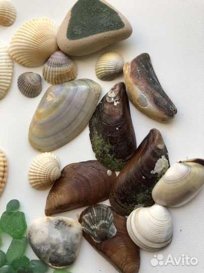 Ракушки стеклышки мидии