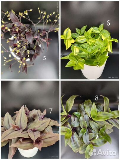 Традесканция редкие сорта более 40 разновидностей