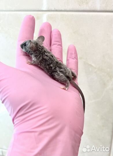 Кудрявые мышки