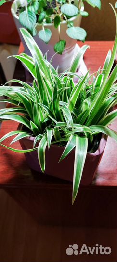 Комнатные растения