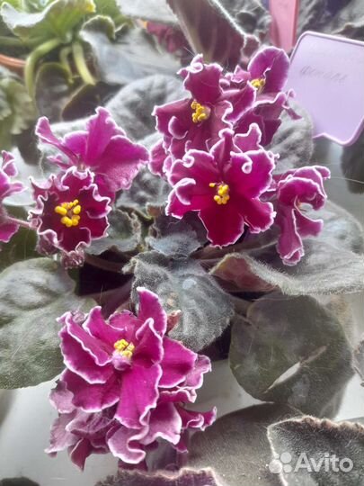 Фиалки сортовые