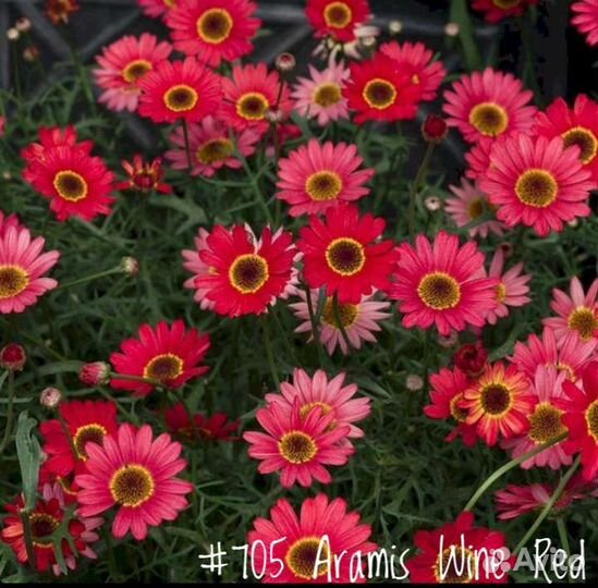 Аргирантемум Вегетативный (в ассортименте)