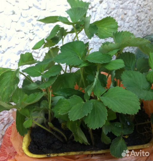 Рассада клубники