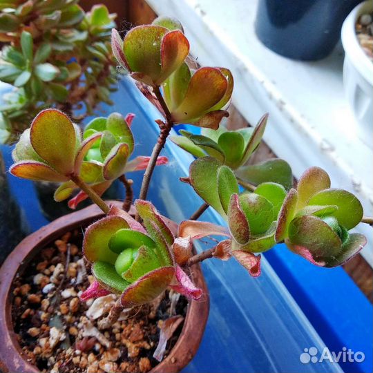 Суккуленты редкие Эониумы новое